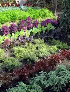 Edible Vertical Gardens