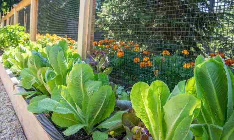 Organic garden